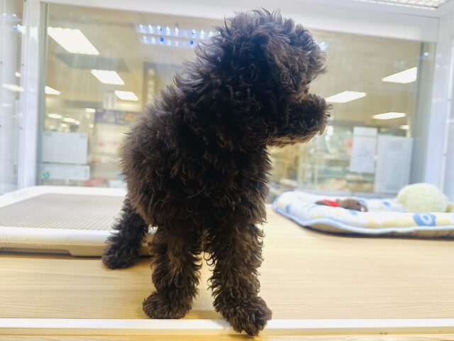 トイプードル