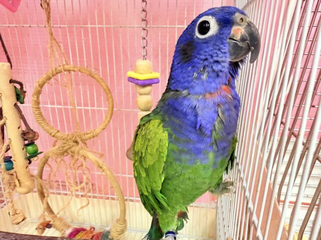 アケボノインコ