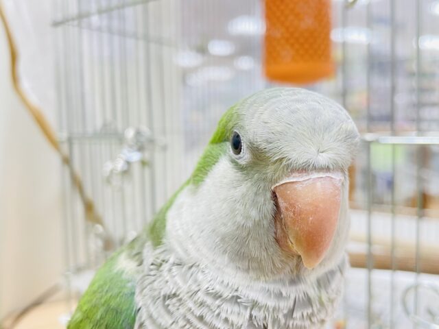 オキナインコ