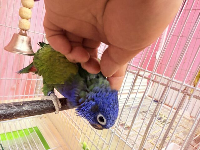 お顔のブルーが素敵なナスビさん🍆アケボノインコ‼️ アケボノインコ