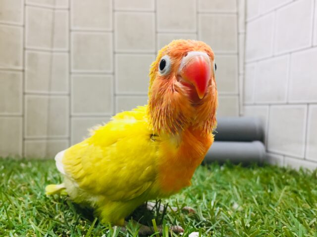 ヤマブキボタンインコ