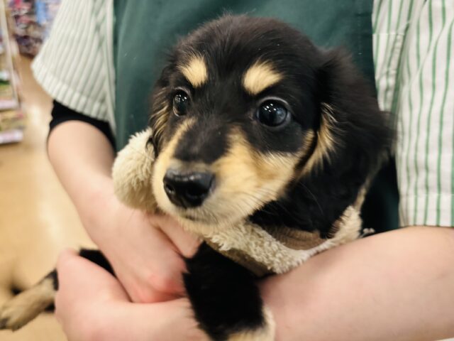 ミニチュアダックス