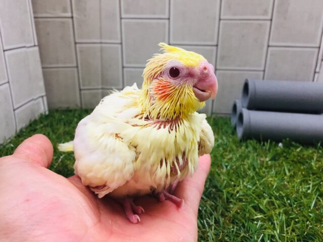 オカメインコ