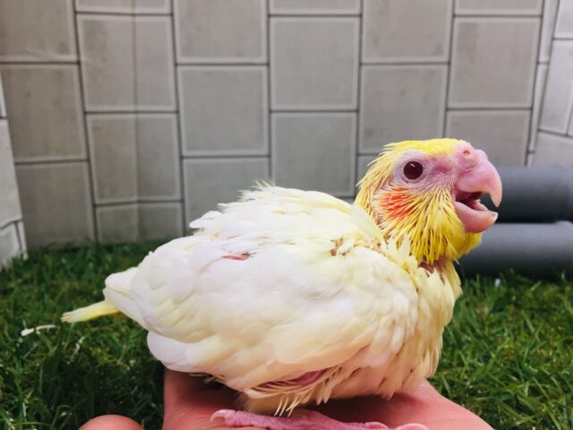 オカメインコ
