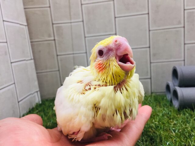 オカメインコ