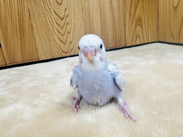 【最新画像更新】レアカラー✨️✨セキセイインコ(ライラック)ヒナ セキセイインコ
