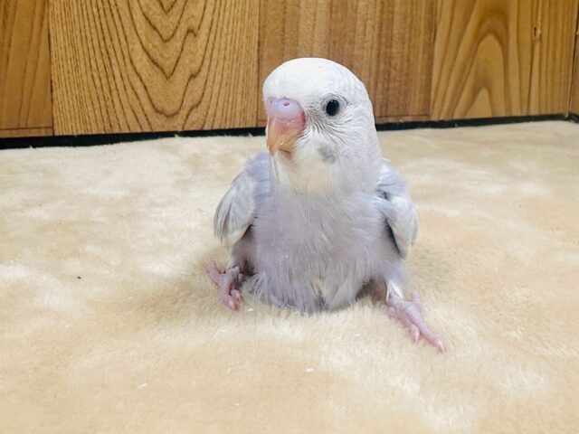 【最新画像更新】レアカラー✨️✨セキセイインコ(ライラック)ヒナ セキセイインコ
