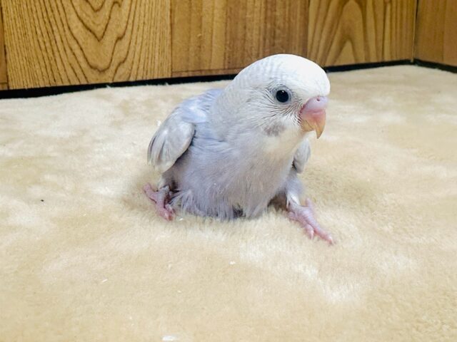 【最新画像更新】レアカラー✨️✨セキセイインコ(ライラック)ヒナ セキセイインコ