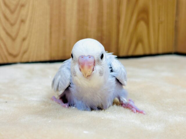 【最新画像更新】レアカラー✨️✨セキセイインコ(ライラック)ヒナ セキセイインコ