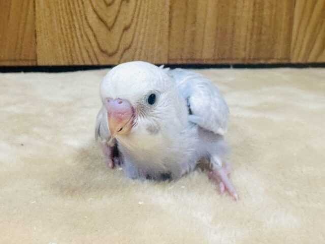 【最新画像更新】レアカラー✨️✨セキセイインコ(ライラック)ヒナ セキセイインコ