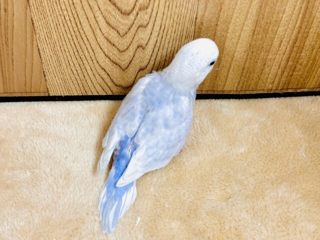 【最新画像更新】レアカラー✨️✨セキセイインコ(ライラック)ヒナ セキセイインコ
