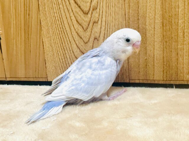 【最新画像更新】レアカラー✨️✨セキセイインコ(ライラック)ヒナ セキセイインコ