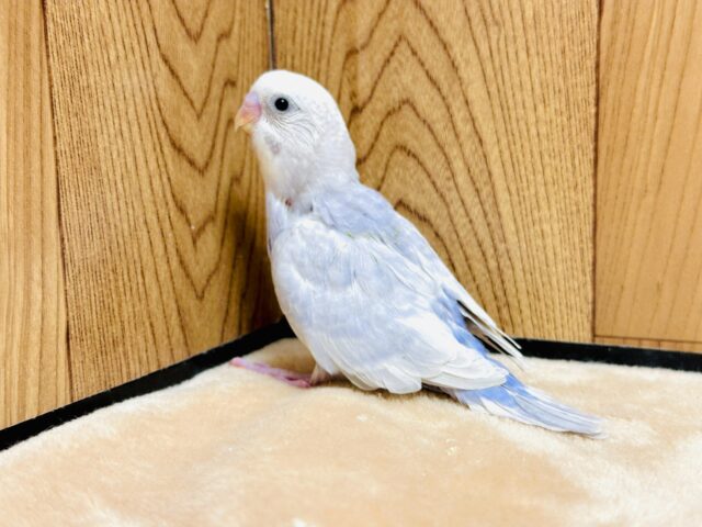 【最新画像更新】レアカラー✨️✨セキセイインコ(ライラック)ヒナ セキセイインコ