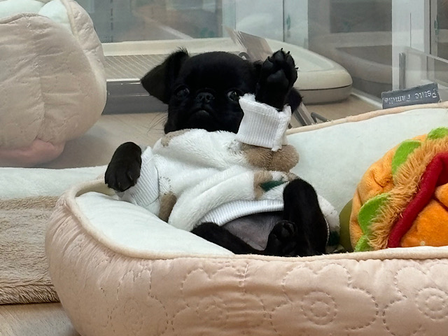 プチブラバンソン