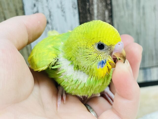 セキセイインコ