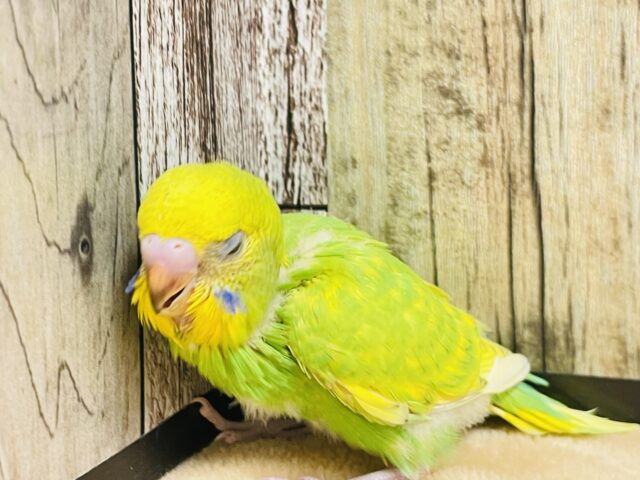 セキセイインコ