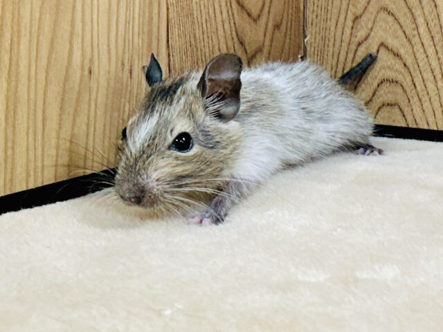 好奇心旺盛❤︎︎ ˊ˗デグー(パイド) デグー