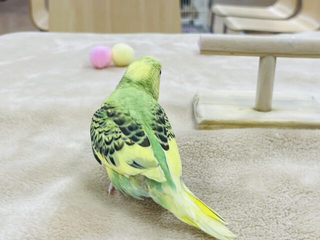セキセイインコ