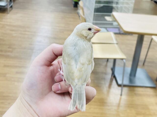 シナモン文鳥