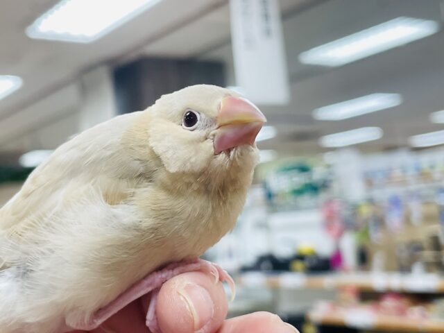 シナモン文鳥