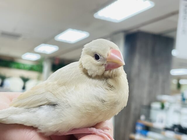 シナモン文鳥