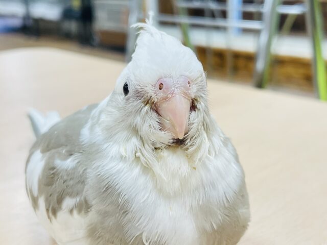 オカメインコ