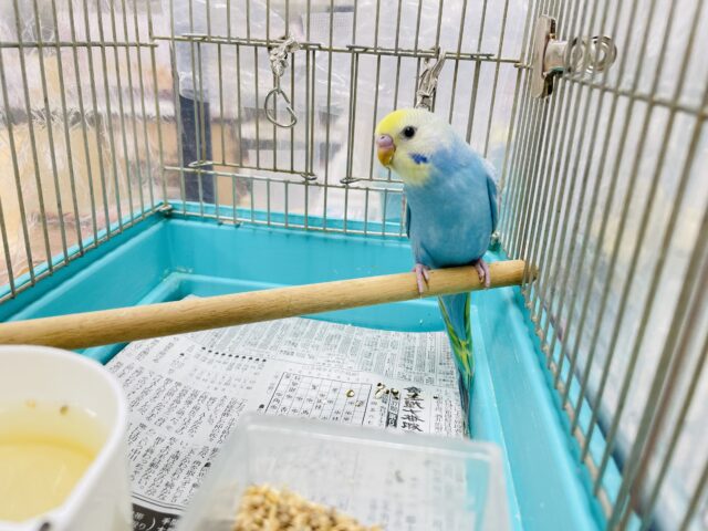 【最新画像】人が大好き🤍セキセイインコ(パステルレインボー)ヒナ🩵 セキセイインコ