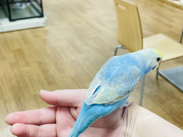 【最新画像】人が大好き🤍セキセイインコ(パステルレインボー)ヒナ🩵 セキセイインコ