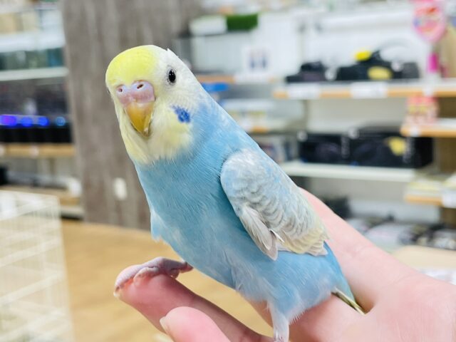【最新画像】人が大好き🤍セキセイインコ(パステルレインボー)ヒナ🩵 セキセイインコ