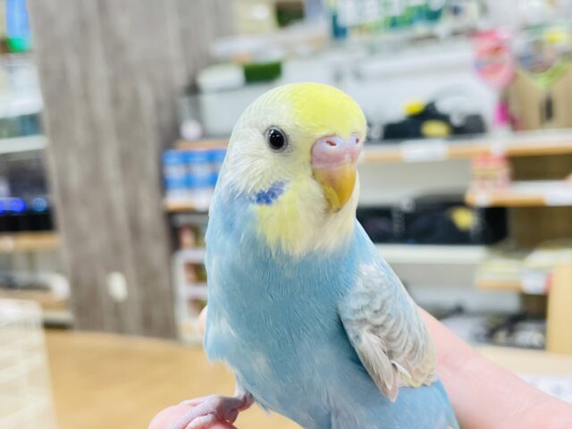 【最新画像】人が大好き🤍セキセイインコ(パステルレインボー)ヒナ🩵 セキセイインコ