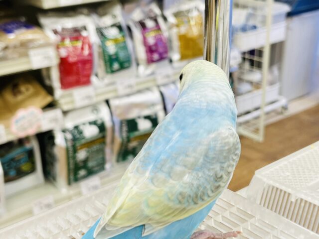 【最新画像】人が大好き🤍セキセイインコ(パステルレインボー)ヒナ🩵 セキセイインコ