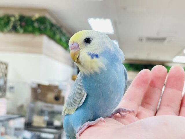 【最新画像】人が大好き🤍セキセイインコ(パステルレインボー)ヒナ🩵 セキセイインコ