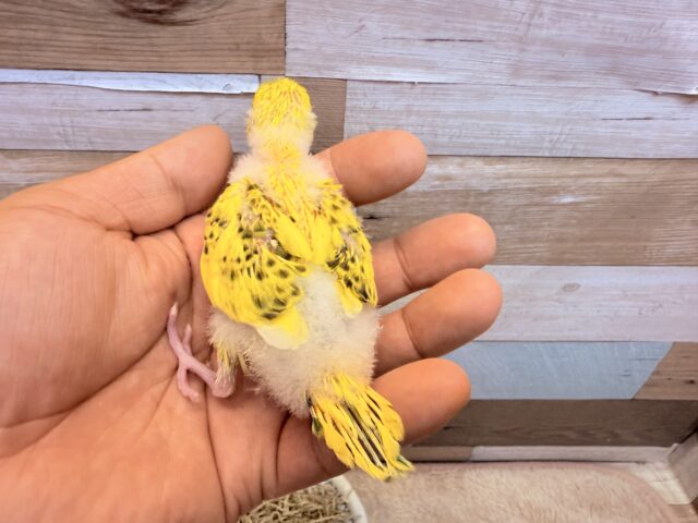 セキセイインコ