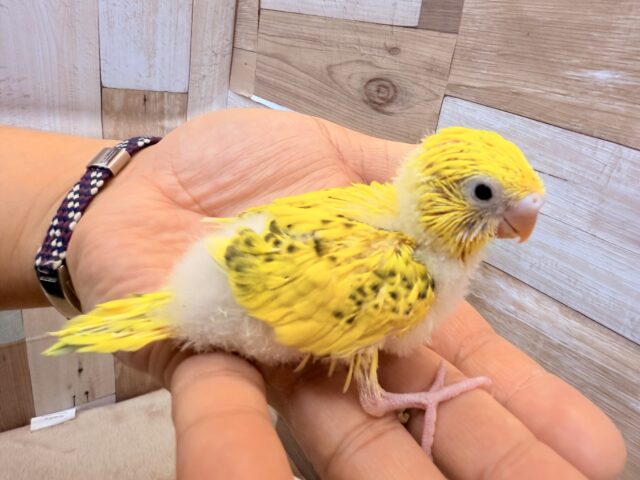 セキセイインコ