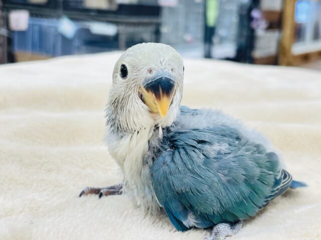コザクラインコ（小桜インコ）