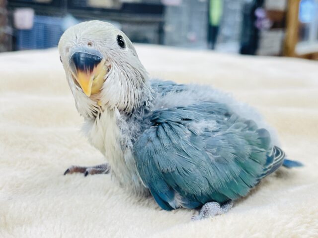 コザクラインコ（小桜インコ）