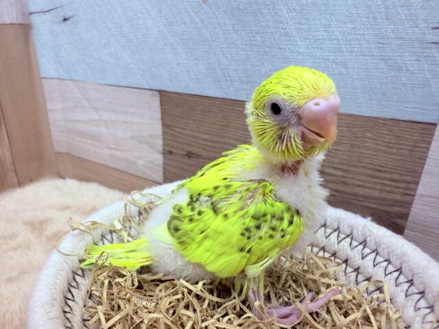 セキセイインコ
