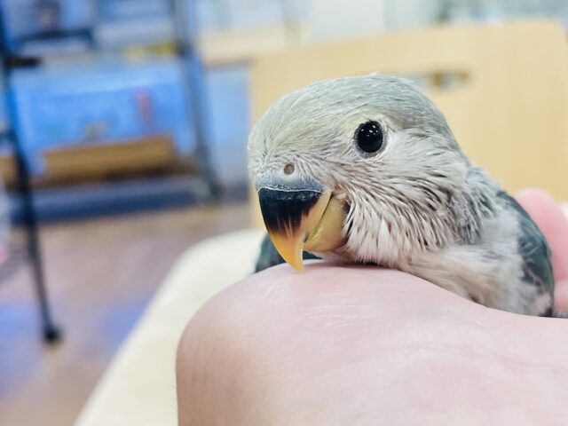 コザクラインコ（小桜インコ）