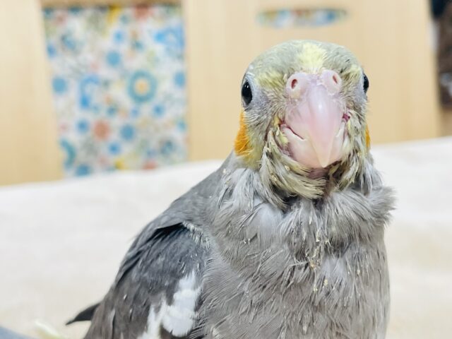オカメインコ