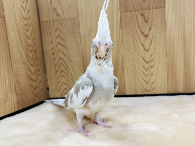 オカメインコ