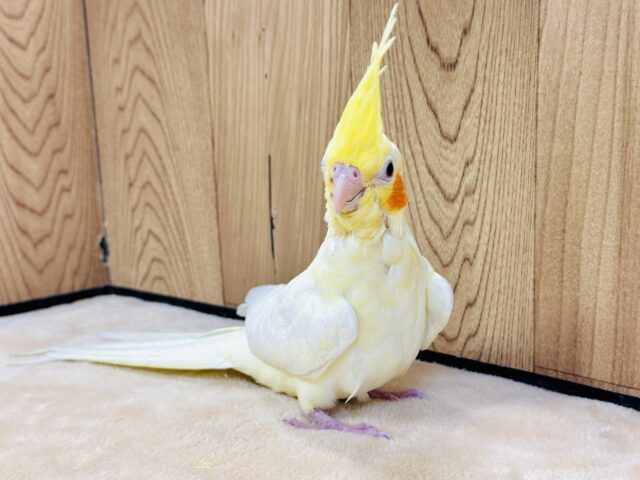 オカメインコ