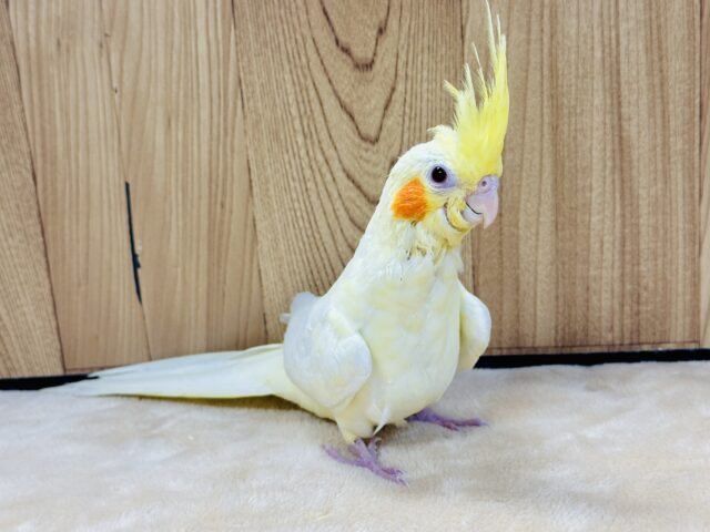 オカメインコ
