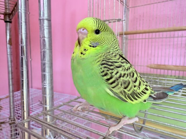 ジャンボセキセイインコ