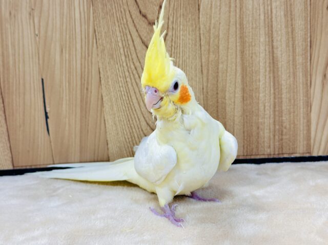 オカメインコ