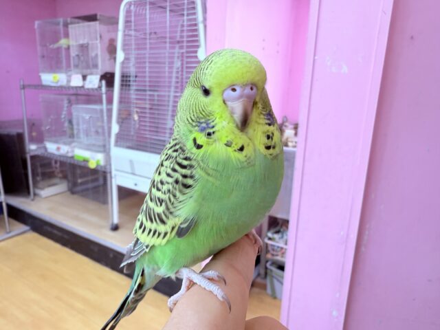 ジャンボセキセイインコ