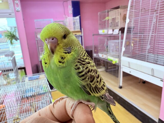 ジャンボセキセイインコ