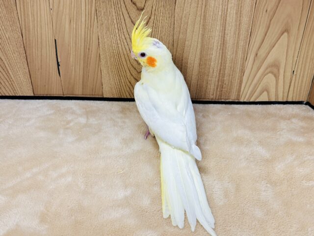 オカメインコ