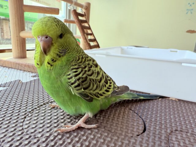 ジャンボセキセイインコ