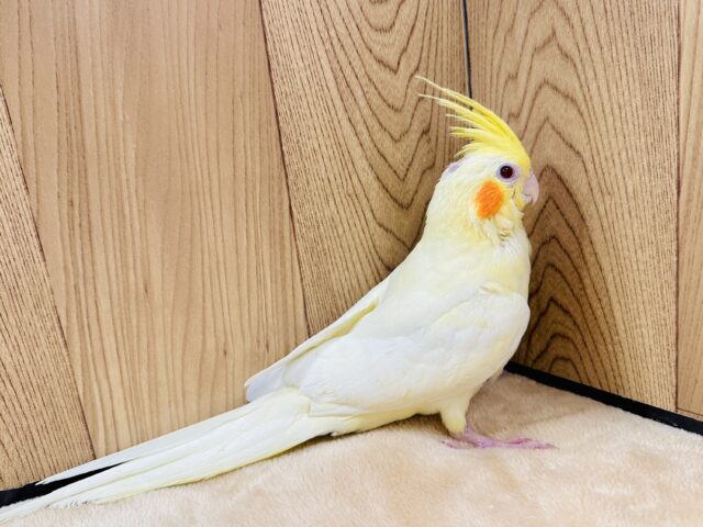 オカメインコ