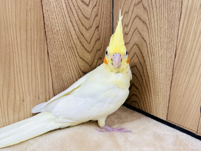 オカメインコ